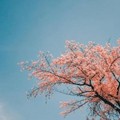 陈硕22