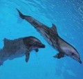 航海果果
