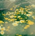 喵星人专吃小菜菜