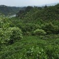 枞阳小萝卜