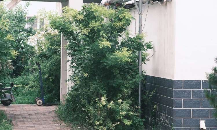 学校环境