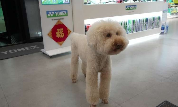 少儿羽毛球强化班