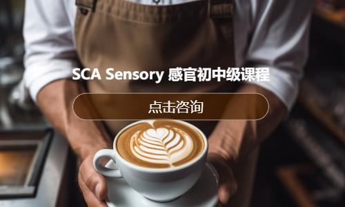 SCA Sensory 感官初中级课程